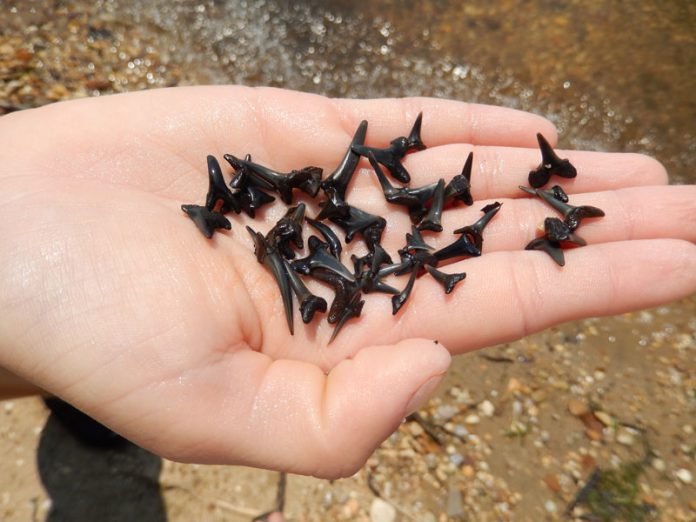 Shark Teeth fossil-shark-teeth.