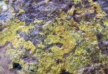 Radioactive Rocks: A Rockhound’s Guide