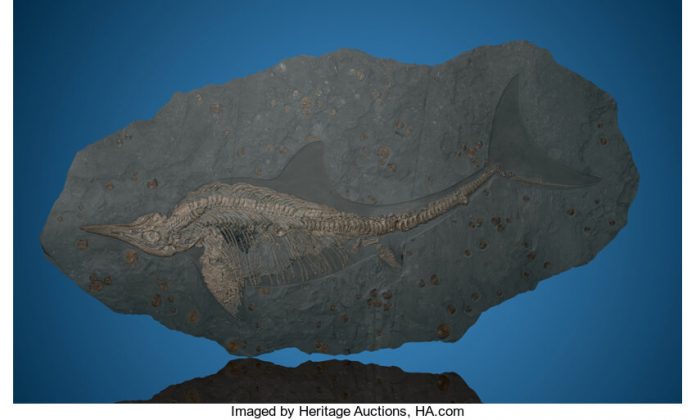 Ichthyosaur