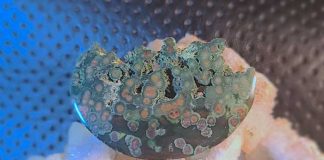 Orbicular Bloodstone Jasper orbicular-bloodstone-jasper