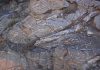 Summer Rockhounding: Find Metamorphic Minerals along Utah’s Skyline Drive Feldspar-quartz