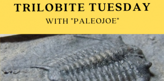Trilobite of Week logo